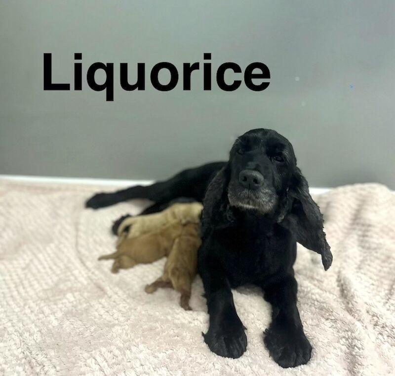 Charming cockapoo girl ready for a lovely family