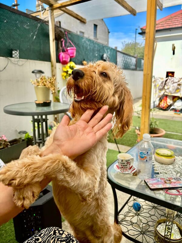 Cockapoo puppies for sale in Acton, Greater London – 2 years old