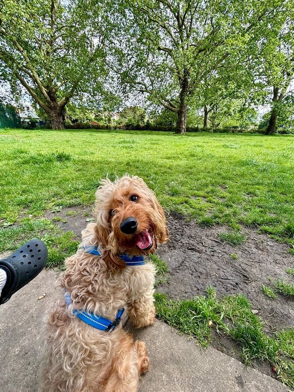 Cockapoo puppies for sale in Acton, Greater London – 2 years old - Image 2 of 3