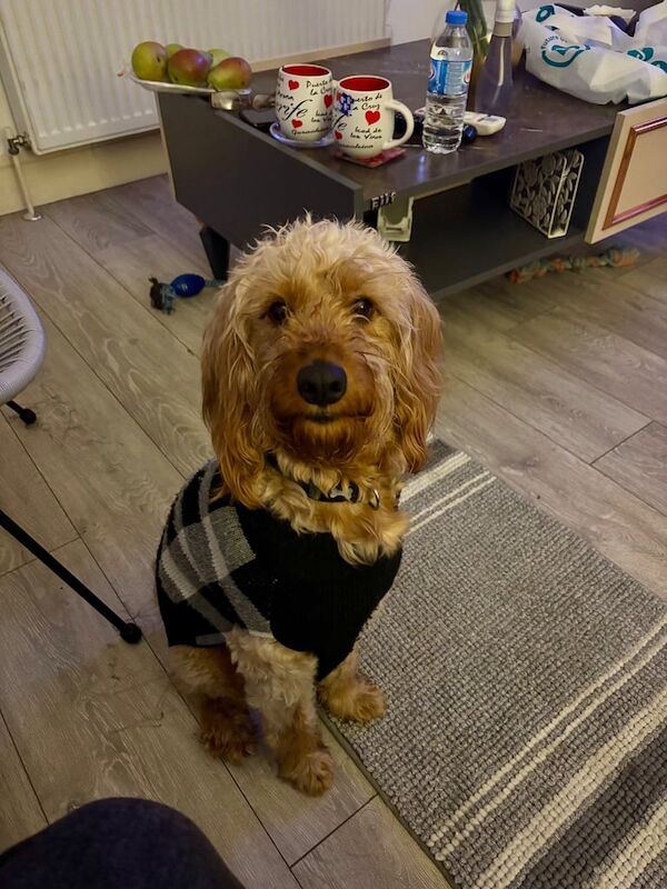 Cockapoo puppies for sale in Acton, Greater London – 2 years old - Image 3 of 3