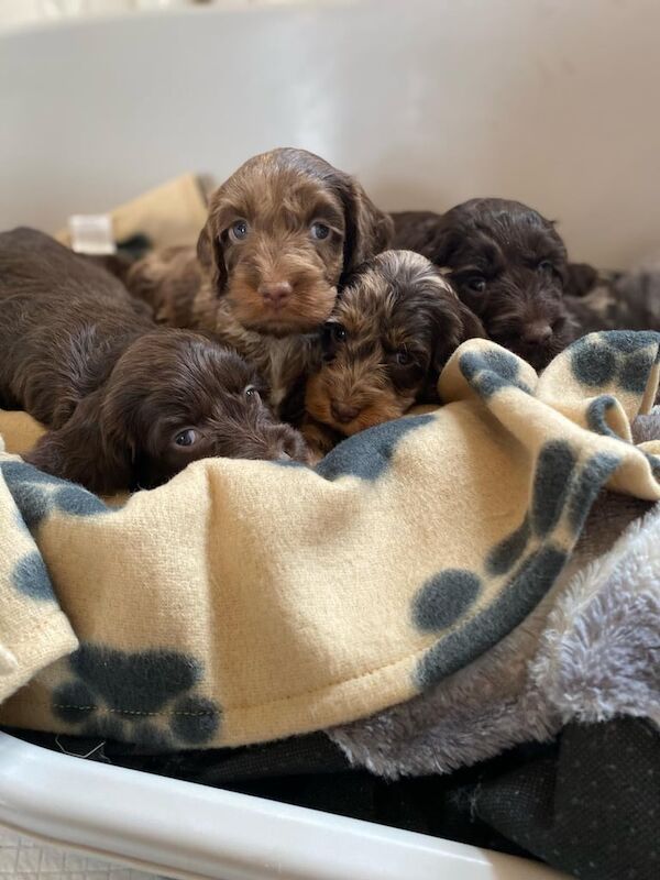 Cockapoo puppies for sale in Moneymore, County Londonderry – 10 months old - Image 2 of 3
