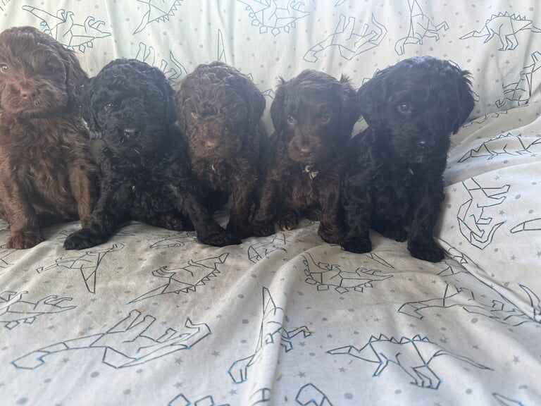 Cockapoo puppies for sale in Strathaven, Lanarkshire – 6 weeks old