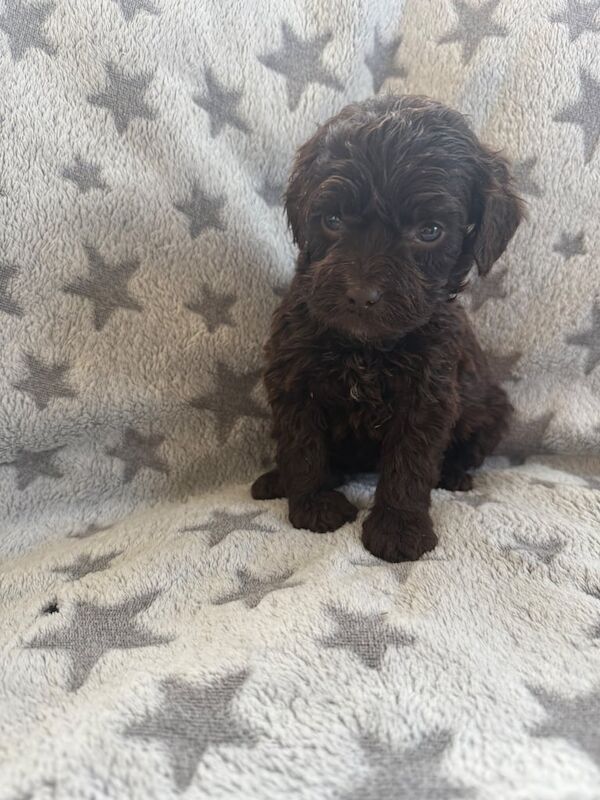 Cockapoo puppies for sale in Strathaven, Lanarkshire – 6 weeks old - Image 2 of 3