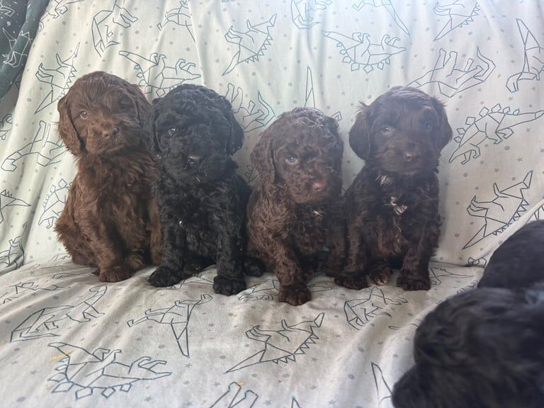 Cockapoo puppies for sale in Strathaven, Lanarkshire – 6 weeks old - Image 3 of 3