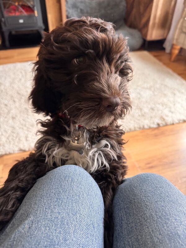 Cockapoo puppies for sale in Weston-super-Mare, Somerset – 8 months old