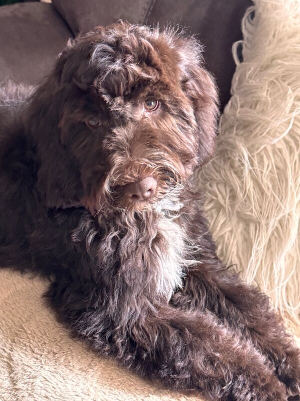 Cockapoo puppies for sale in Weston-super-Mare, Somerset – 1 year old - Image 2 of 3