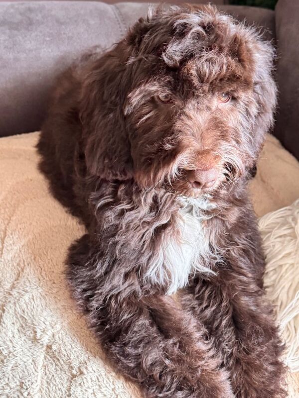 Cockapoo puppies for sale in Weston-super-Mare, Somerset – 1 year old - Image 3 of 3