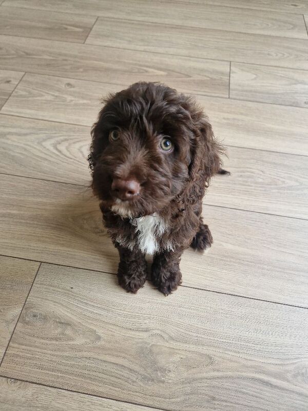 Chocolate Brown F2 Cockapoo Puppy