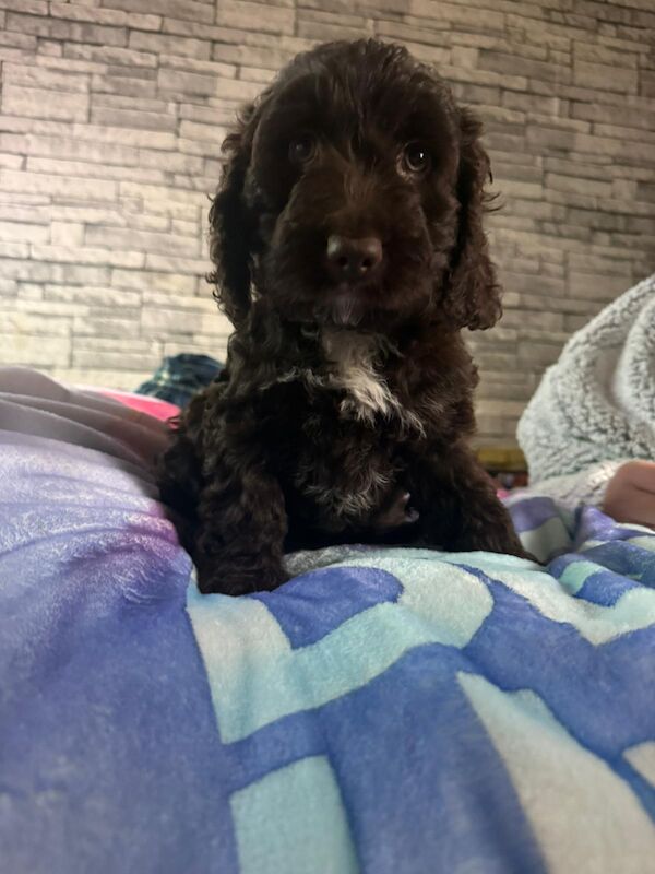Chocolate Brown F2 Cockapoo Puppy - Image 2 of 4