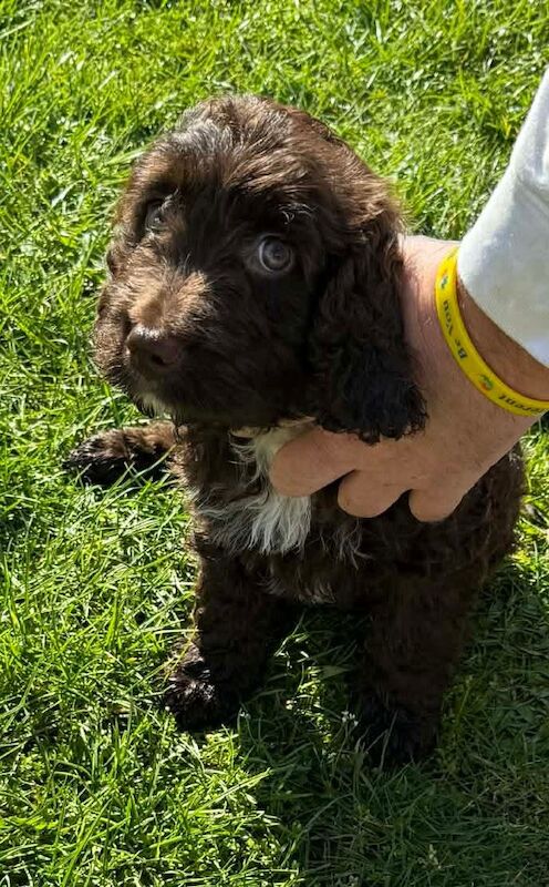 Chocolate Brown F2 Cockapoo Puppy - Image 3 of 4