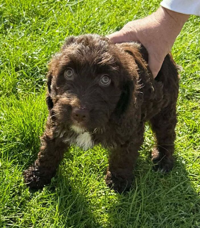 Chocolate Brown F2 Cockapoo Puppy - Image 4 of 4