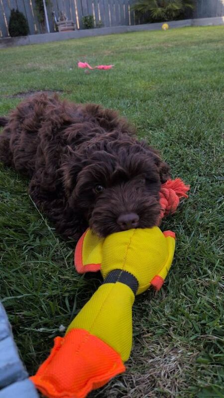 Chocolate cockapoo