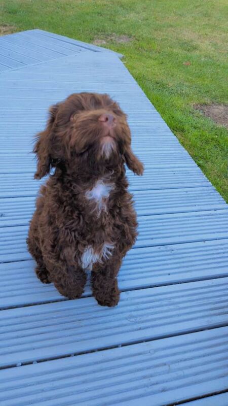 Chocolate cockapoo - Image 2 of 4