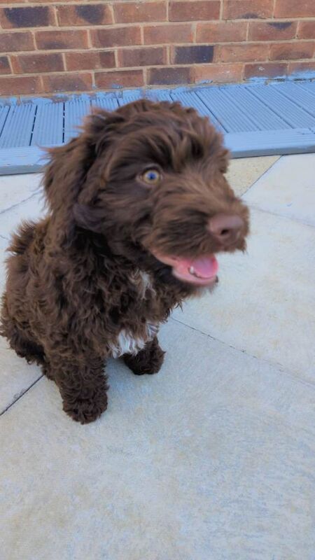 Chocolate cockapoo - Image 3 of 4