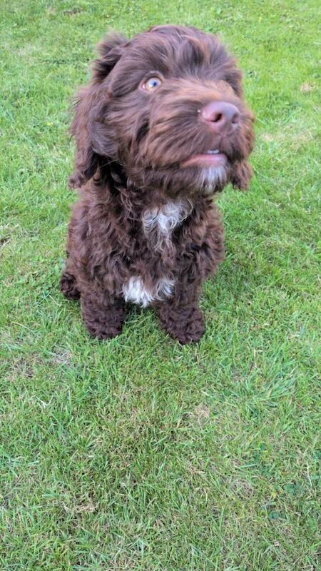 Chocolate cockapoo - Image 4 of 4