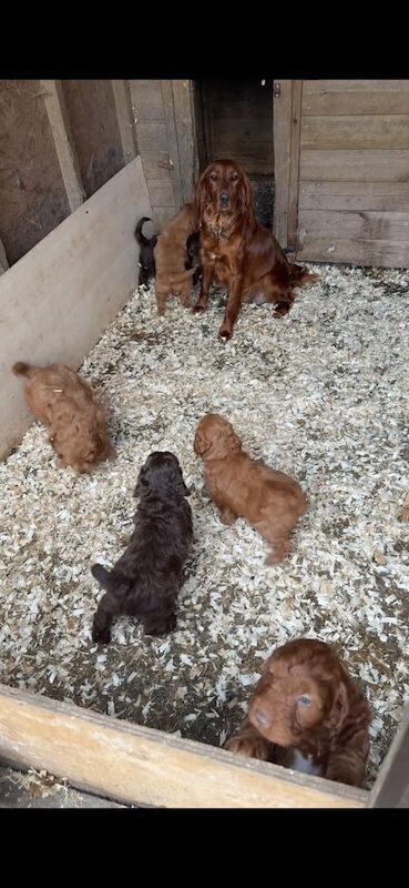 Cockapoo puppies for sale in New Deer, Aberdeenshire – 6 weeks old