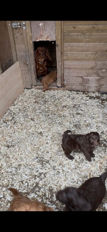Cockapoo puppies for sale in New Deer, Aberdeenshire – 9 weeks old - Image 2 of 3