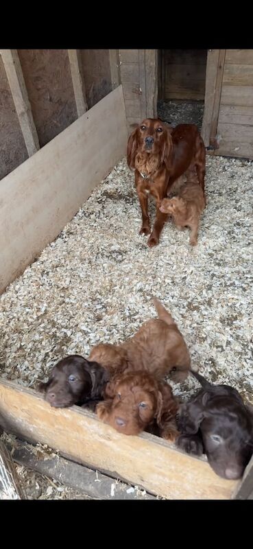 Cockapoo puppies for sale in New Deer, Aberdeenshire – 9 weeks old - Image 3 of 3
