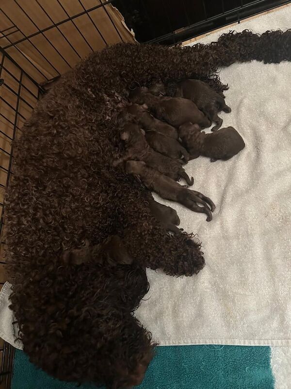 Cockapoo puppies for sale in Coleford, Gloucestershire – 7 weeks old