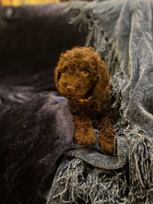 Cockapoo puppies for sale in Coleford, Gloucestershire – 7 weeks old - Image 2 of 3