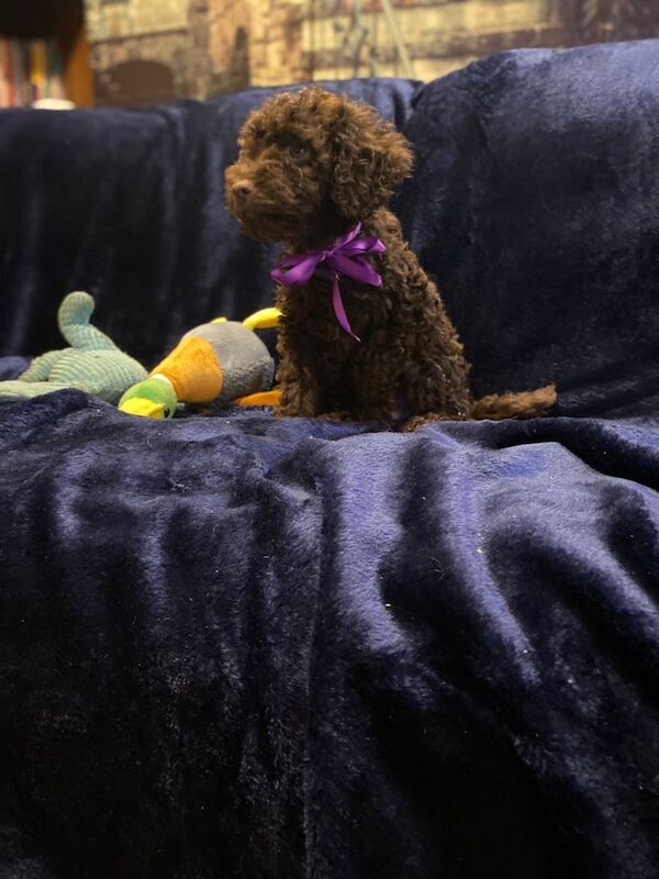 Cockapoo puppies for sale in Coleford, Gloucestershire – 7 weeks old - Image 3 of 3