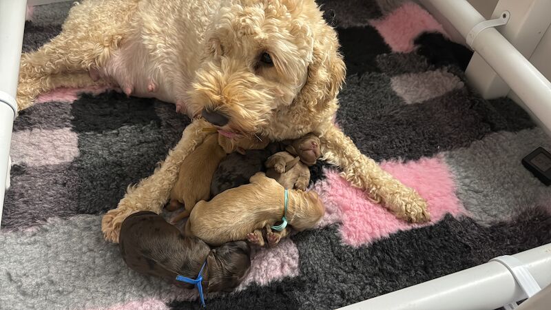 Chocolate Merle and Apricot Cockapoo Puppies. 3 boys and 2 girls for sale in Stretford, Greater Manchester