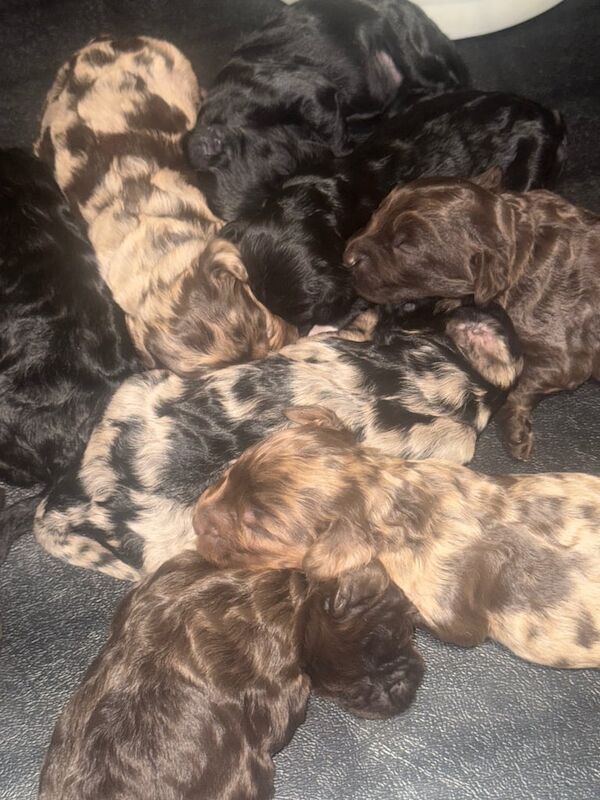 Cockapoo puppies for sale in Wallasey, Merseyside – 1 week old