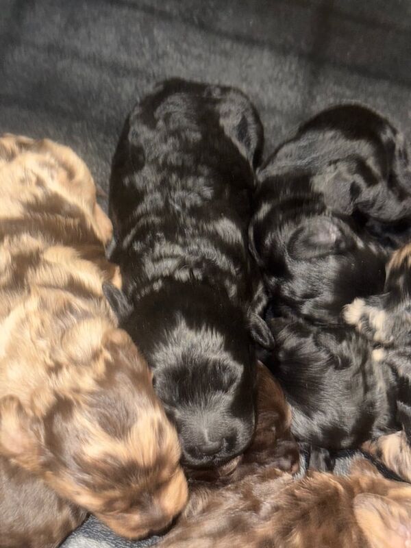 Cockapoo puppies for sale in Wallasey, Merseyside – 3 months old - Image 2 of 3