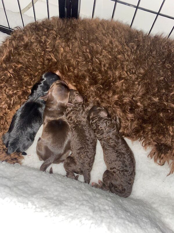Cockapoo puppies for sale in The Borough, Dorset – 11 months old - Image 2 of 3