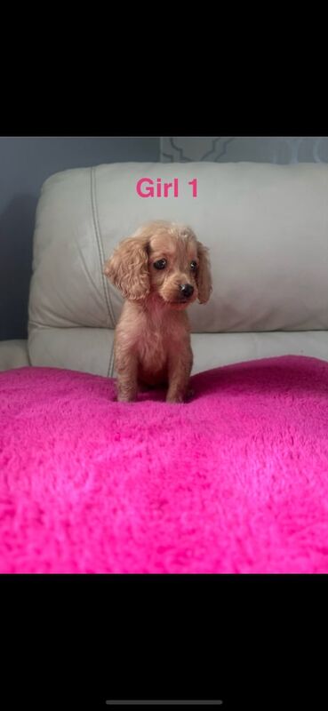 Cockapoo puppies for sale in Leicester, Leicestershire – 9 weeks old
