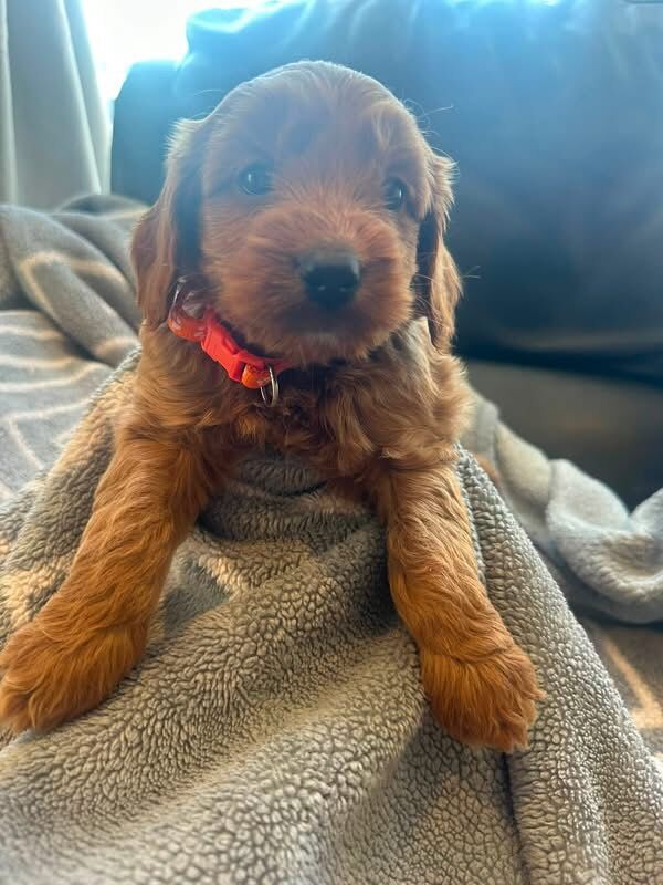 Chunky f1b a cockapoo