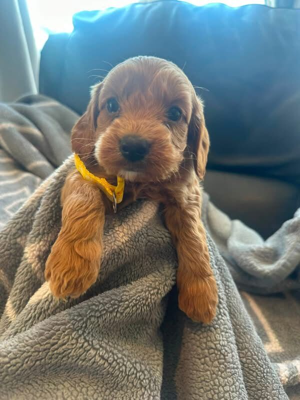 Chunky f1b a cockapoo - Image 2 of 8