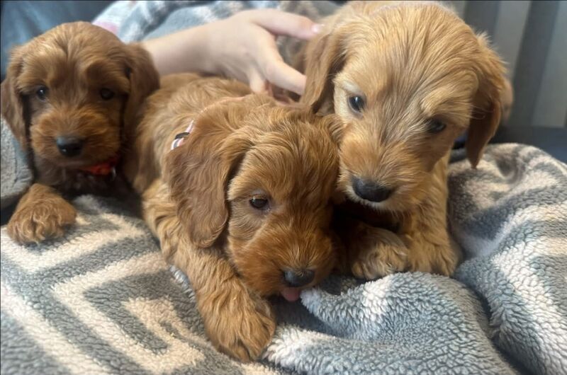 Chunky f1b a cockapoo - Image 3 of 8