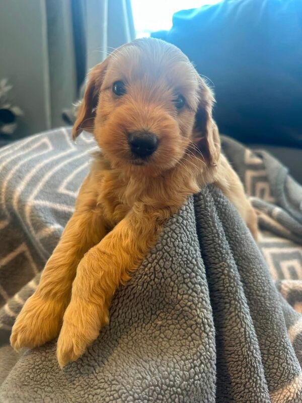 Chunky f1b a cockapoo - Image 4 of 8