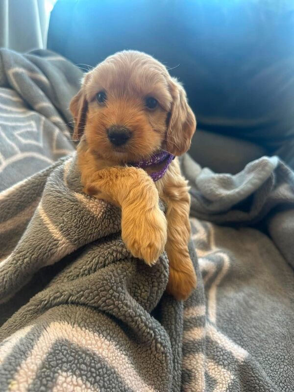 Chunky f1b a cockapoo - Image 6 of 8