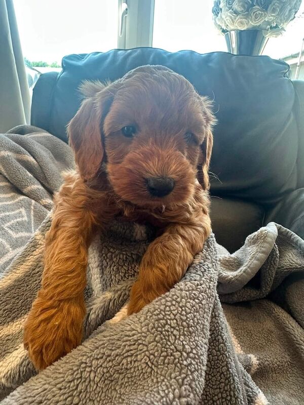 Chunky f1b a cockapoo - Image 8 of 8