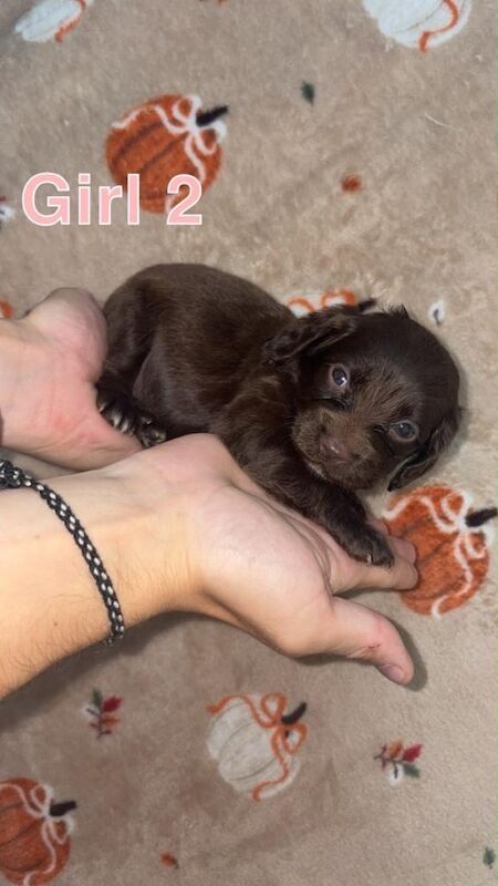 Cocapo puppies - Image 2 of 5