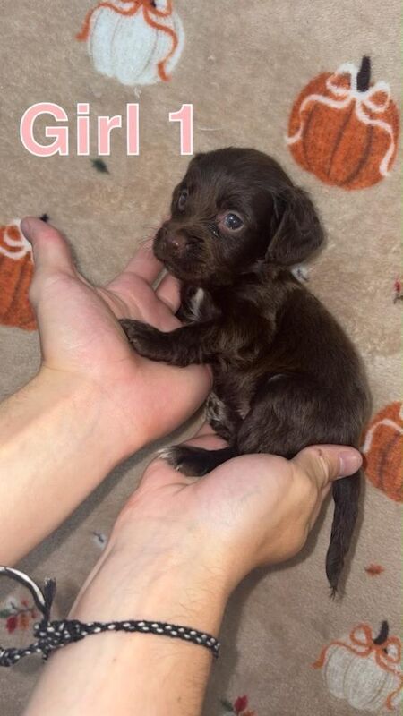 Cocapo puppies - Image 3 of 5