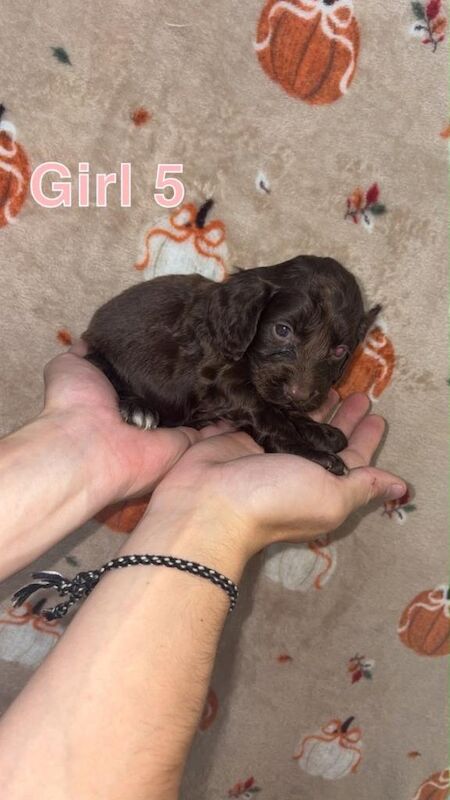 Cocapo puppies - Image 4 of 5