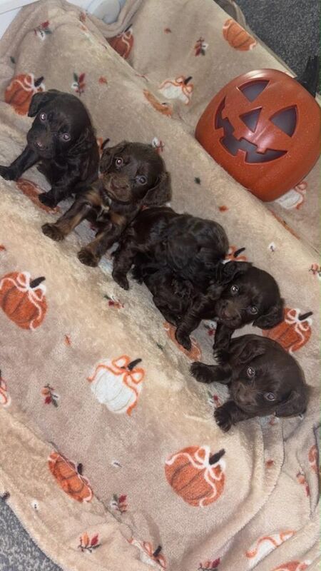 Cocapo puppies - Image 5 of 5