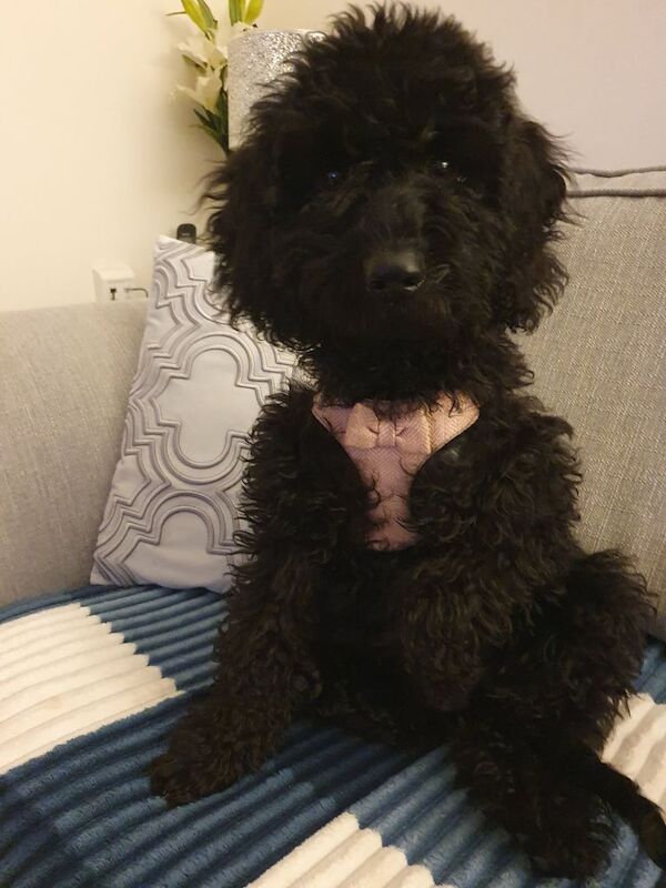 Cockapoo puppies for sale in Netley, Hampshire – 3 months old