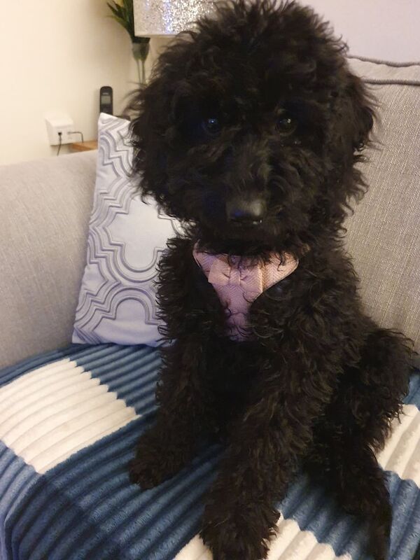 Cockapoo puppies for sale in Netley, Hampshire – 3 months old - Image 2 of 2