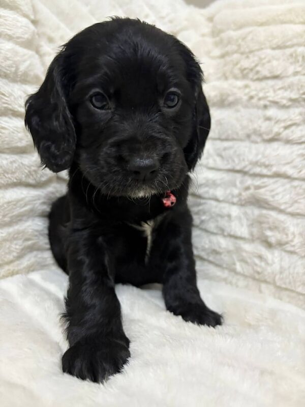 Cockapoo puppies for sale in Pontypool / Pont-y-pŵl, Gwent – 7 weeks old
