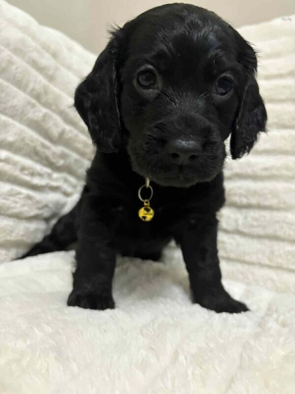 Cockapoo puppies for sale in Pontypool / Pont-y-pŵl, Gwent – 7 weeks old - Image 2 of 2