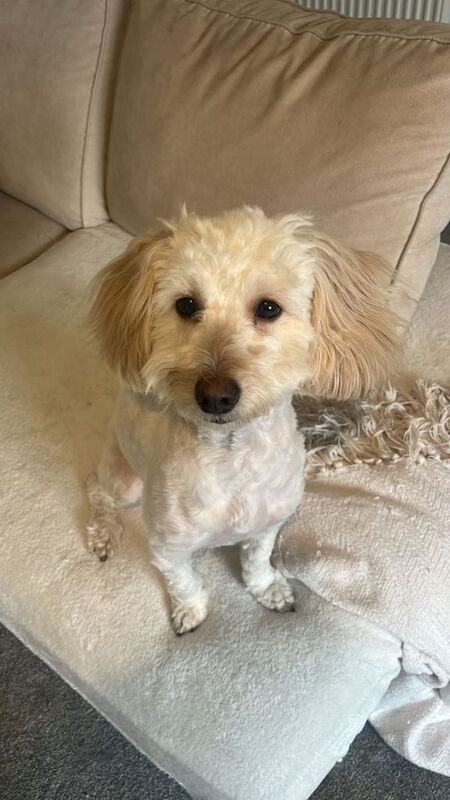 Cockapoo puppies for sale in Stockton-on-Tees, County Durham – 9 months old