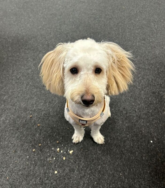 Cocka/cava poo - Image 2 of 5