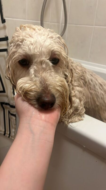 Cocka/cava poo - Image 3 of 5