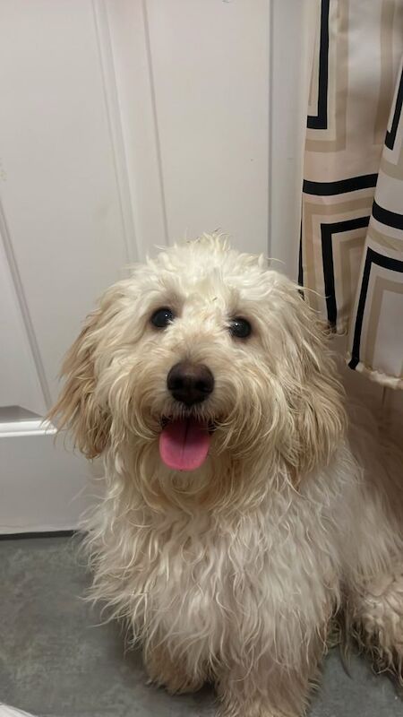 Cocka/cava poo - Image 4 of 5