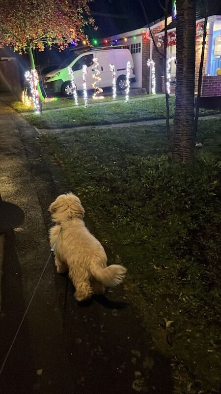 Cocka/cava poo - Image 5 of 5