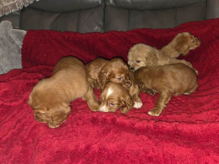 Cocka poo puppies - Image 2 of 5